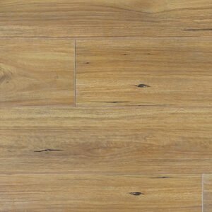 New England Blackbutt