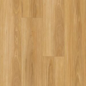 New England Blackbutt