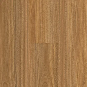 Amor Spotted Gum