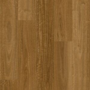 Sunshine Spotted Gum